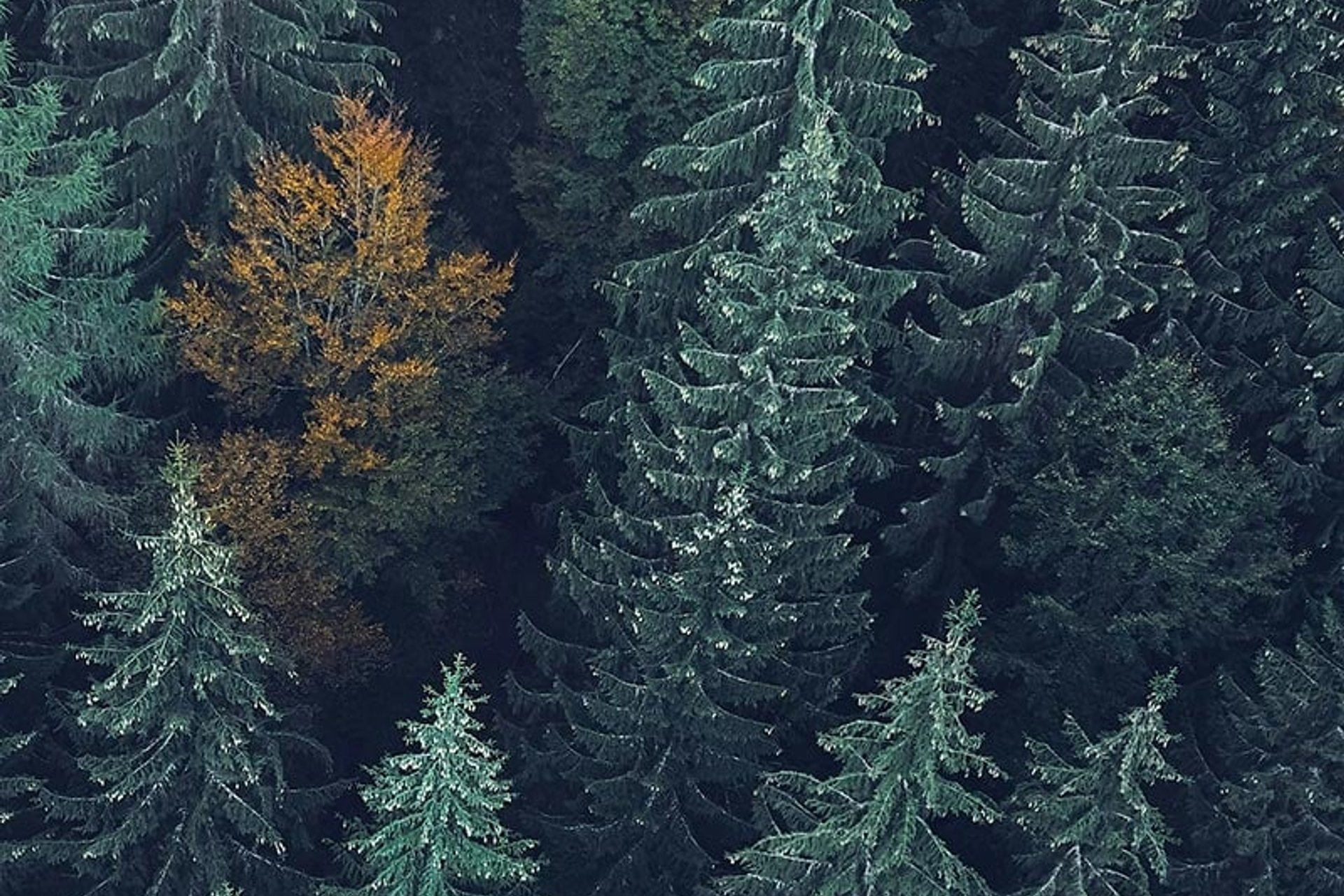 Svedbergs fenntarthatóság